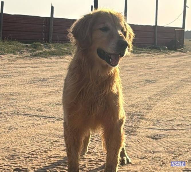 ازواج دوقوات + قولدن نثية + ذكر3