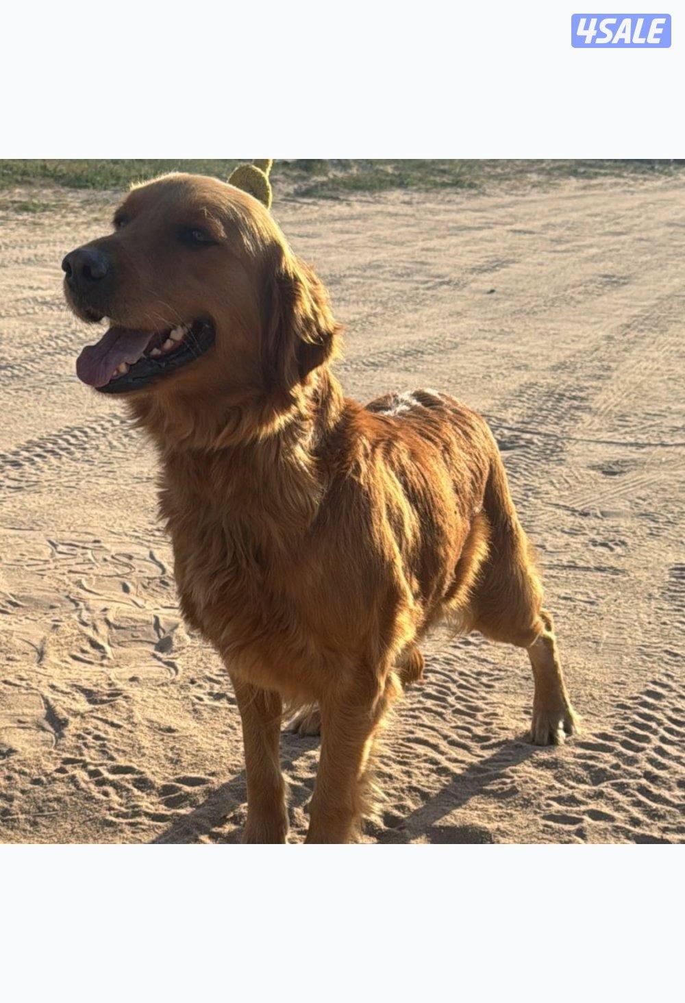 ازواج دوقوات + قولدن نثية + ذكر1