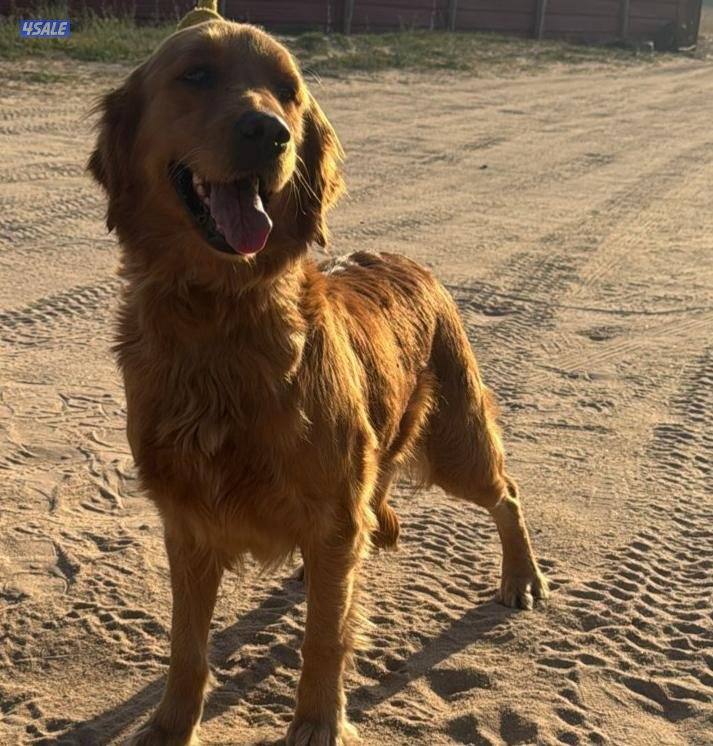 ازواج دوقوات + قولدن نثية + ذكر2