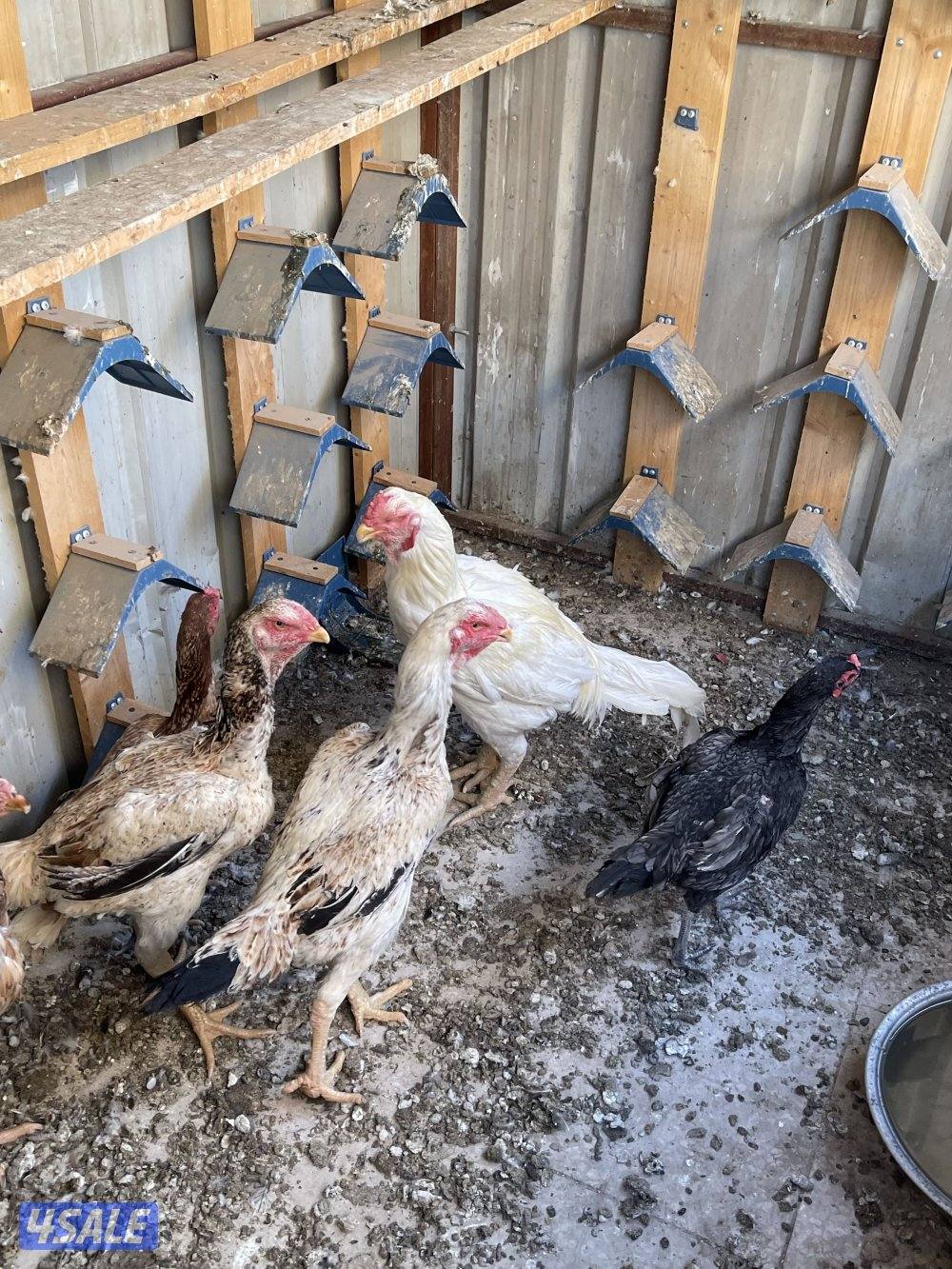 دجاج هندي وتايلندي0