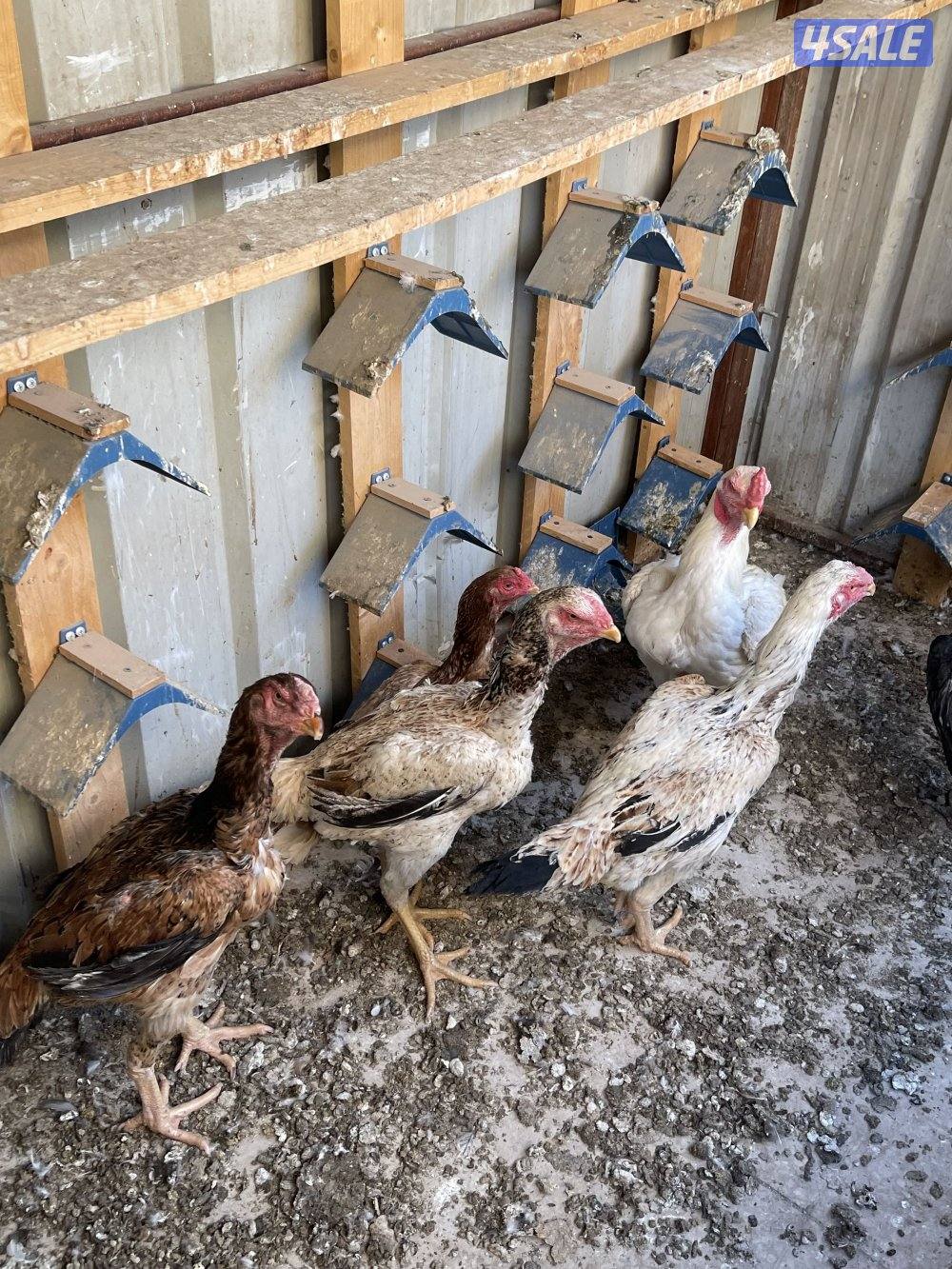 دجاج هندي وتايلندي1