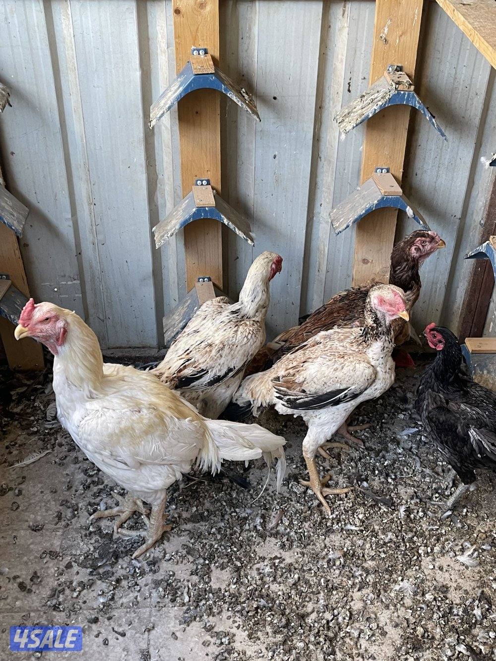 دجاج هندي وتايلندي2