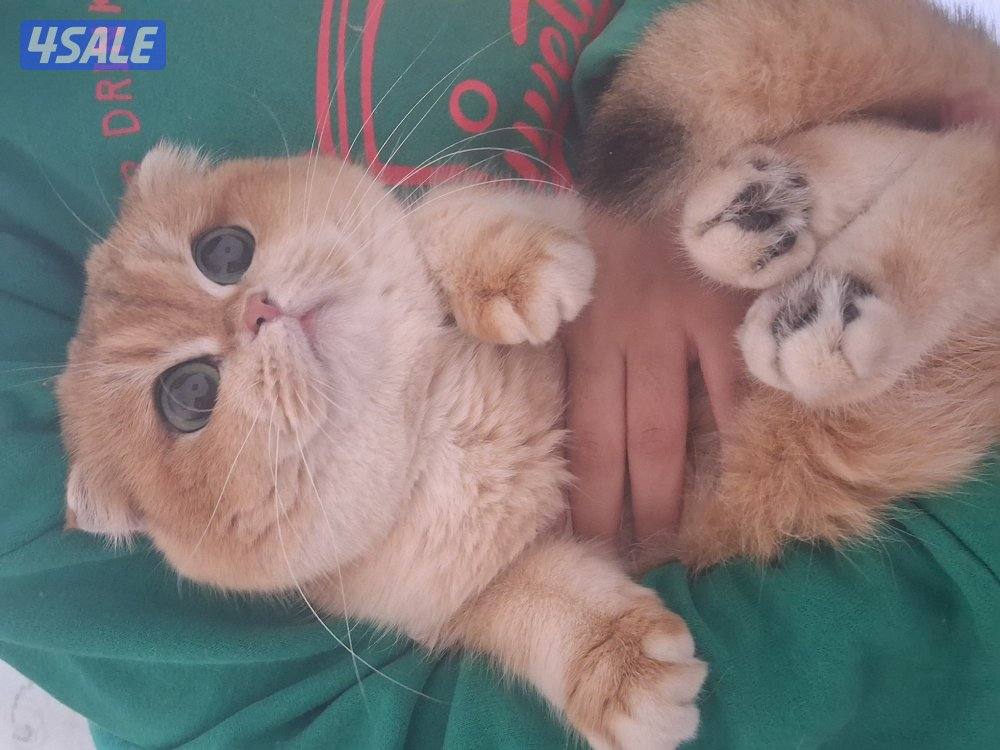 للبيع ان واي ٢٥ سكوتش فولد نثيه0