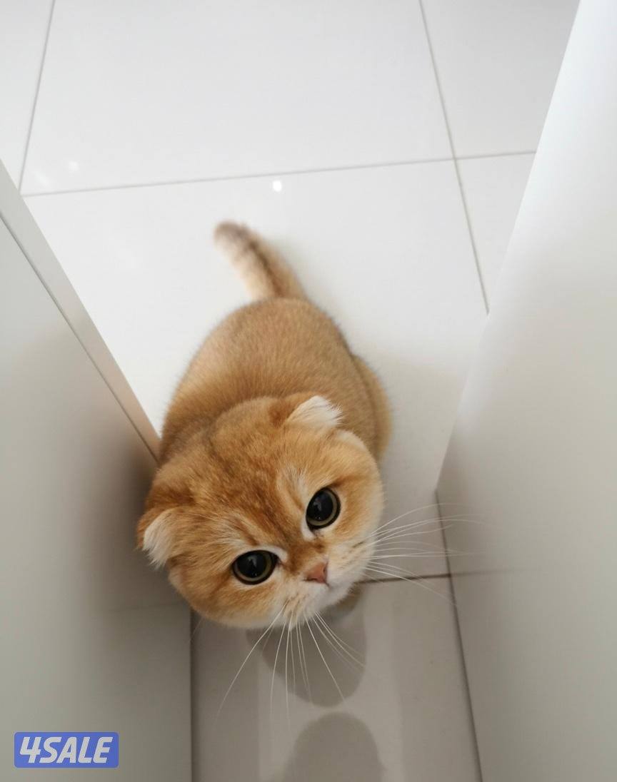 للبيع ان واي ٢٥ سكوتش فولد نثيه2