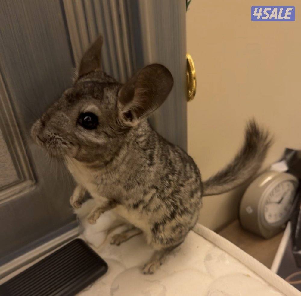 للبيع شنشيلا0