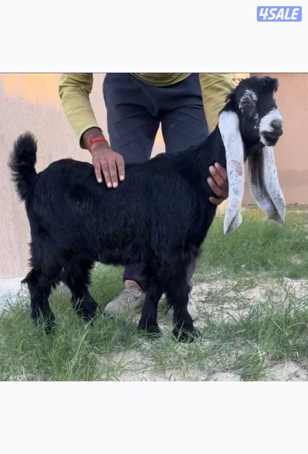 للبيع جفره0