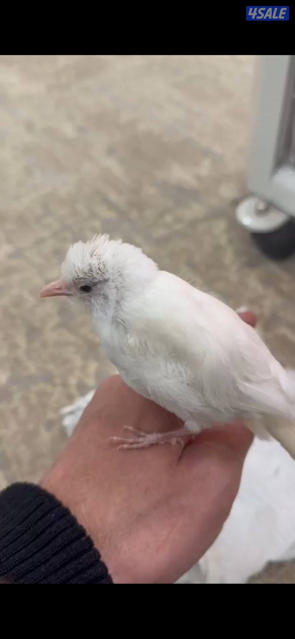 للبيع باستيل ربوه هدد0