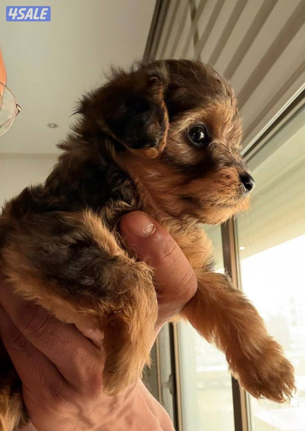 بودل و يورك شاير0