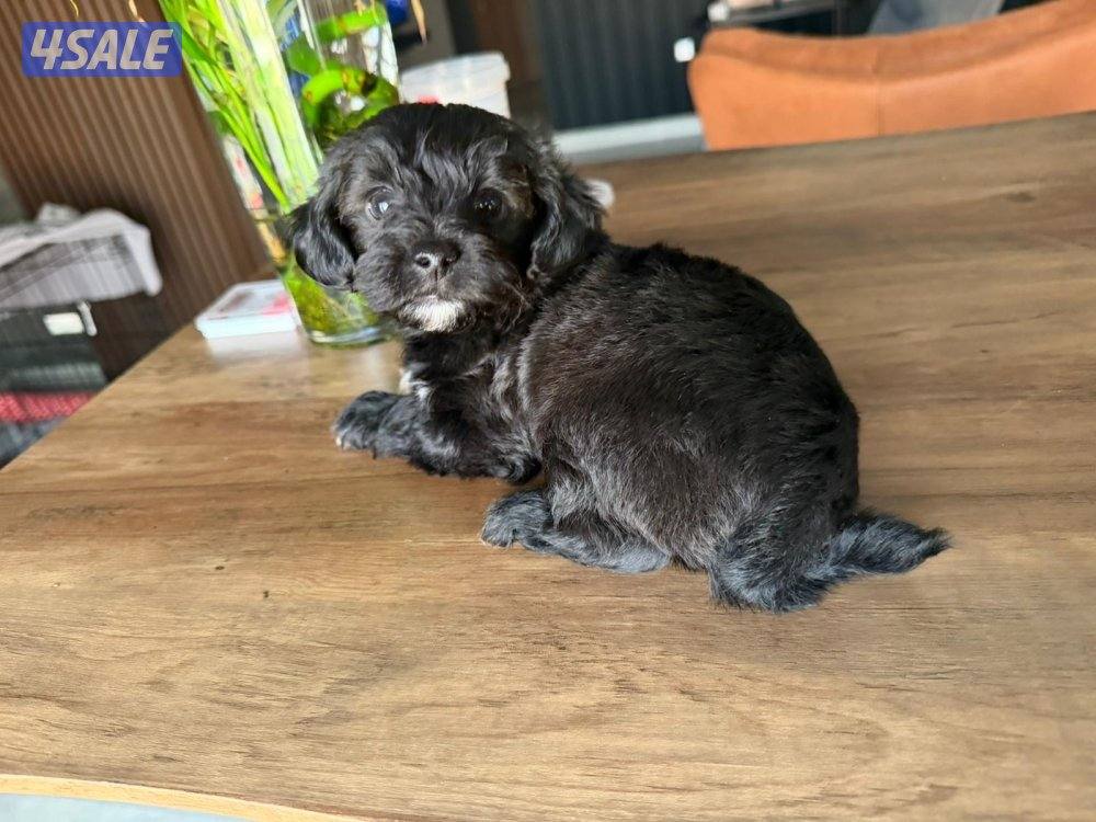 بودل و يورك شاير1