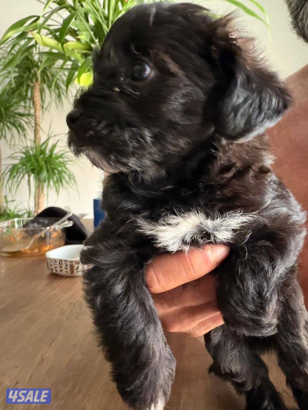 بودل و يورك شاير2