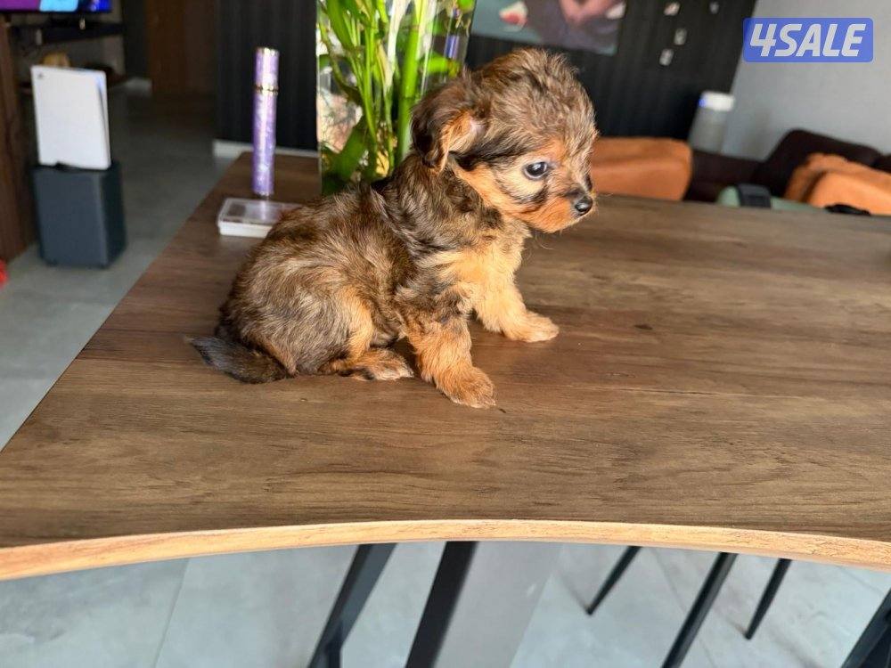 بودل و يورك شاير4