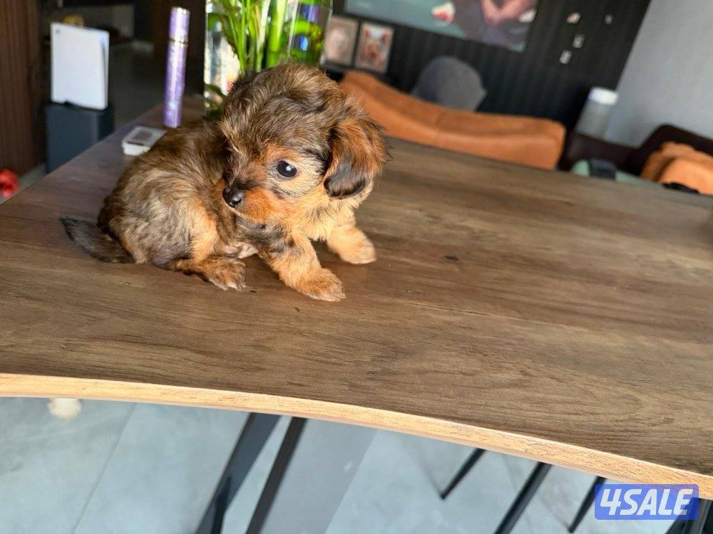 بودل و يورك شاير5