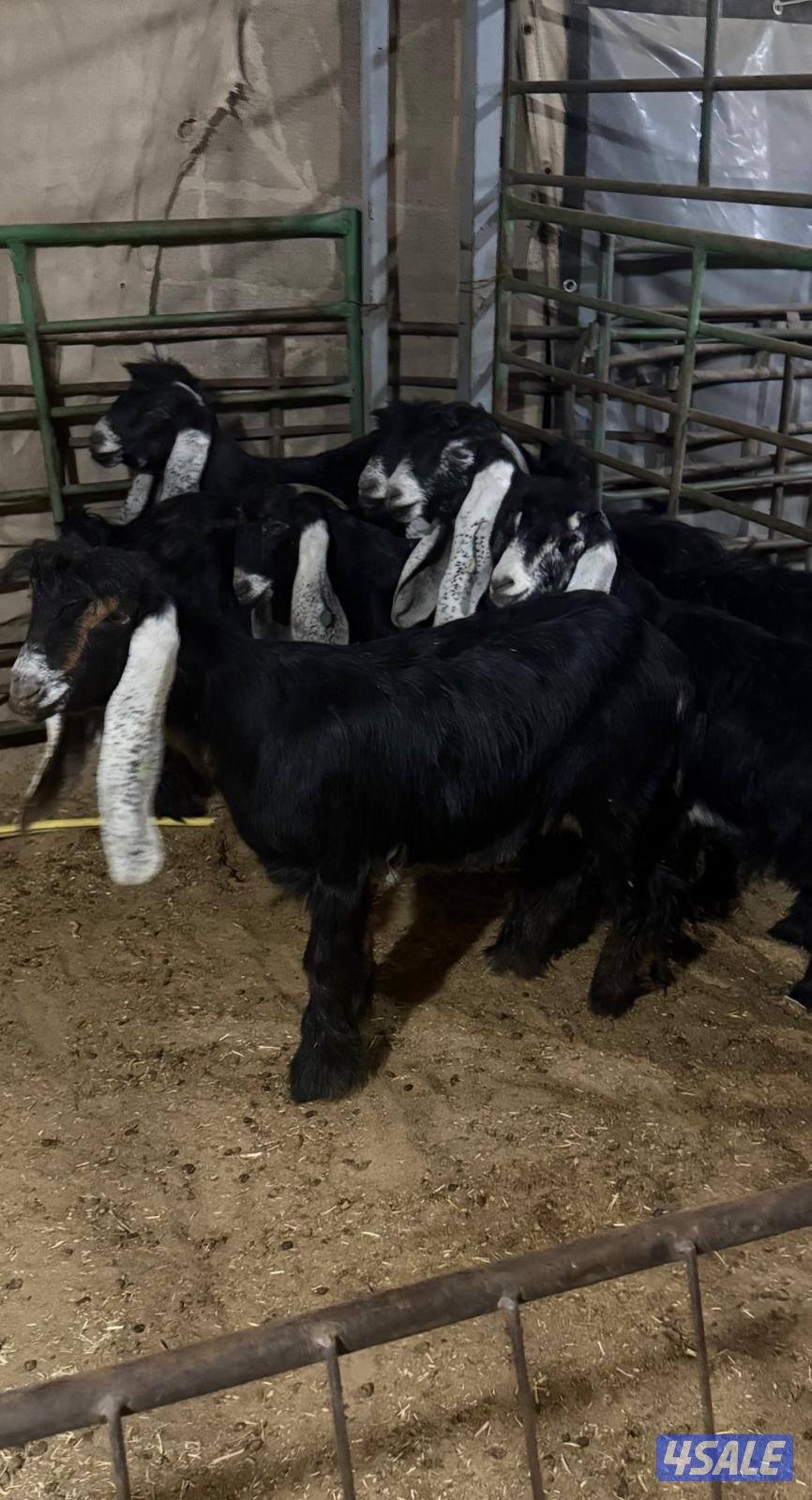 للبيع جفرات خصم0