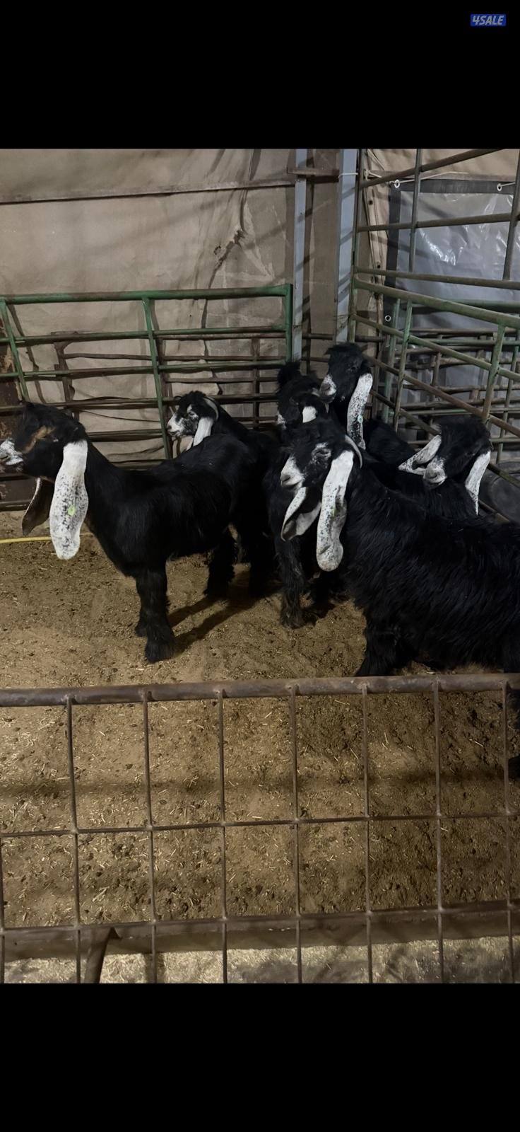 للبيع جفرات خصم1