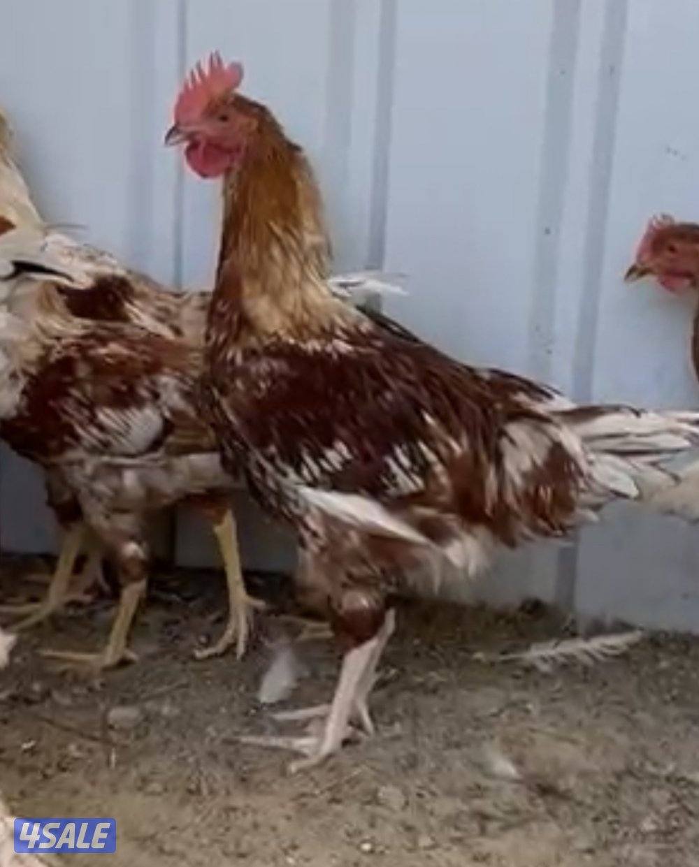 دياجه الام لوهمن والاب ما بين ماران وسوسكس2