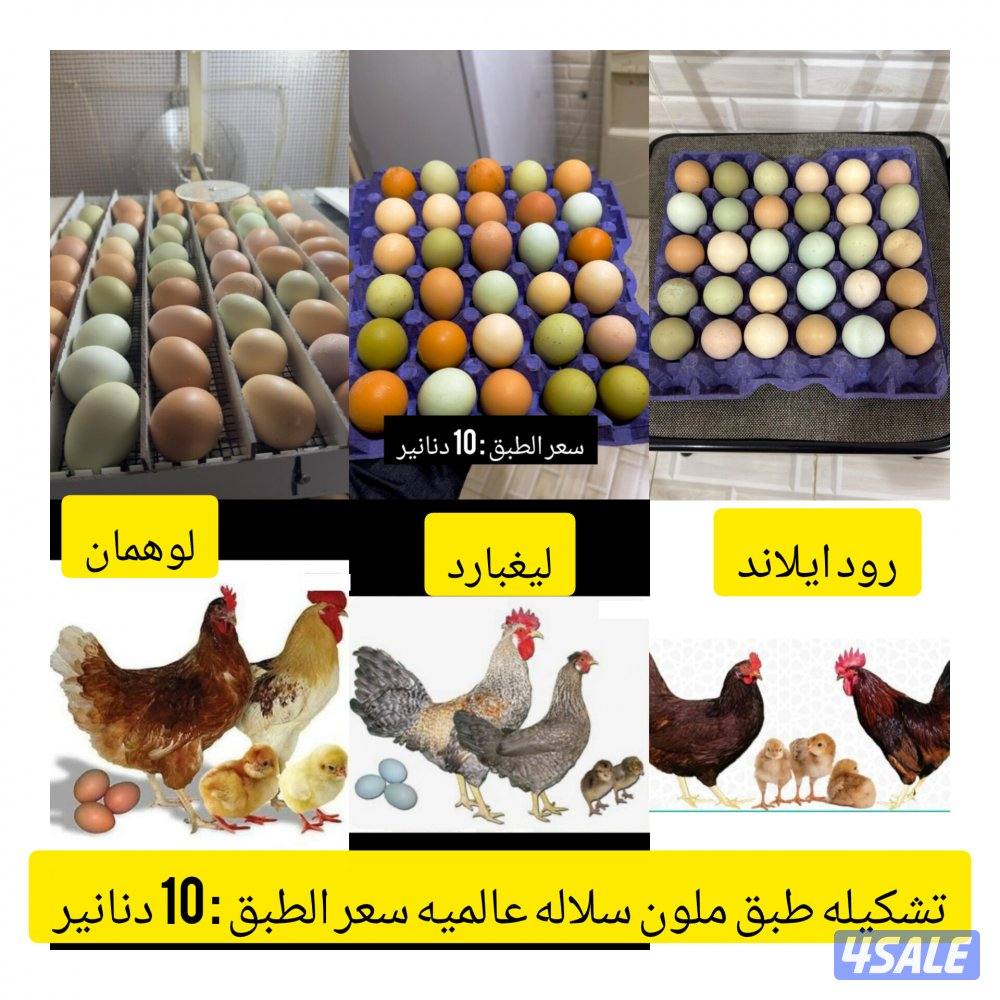 للبيع اطباق بيض للفقاسه بيض ملون + بيض لوهمان0