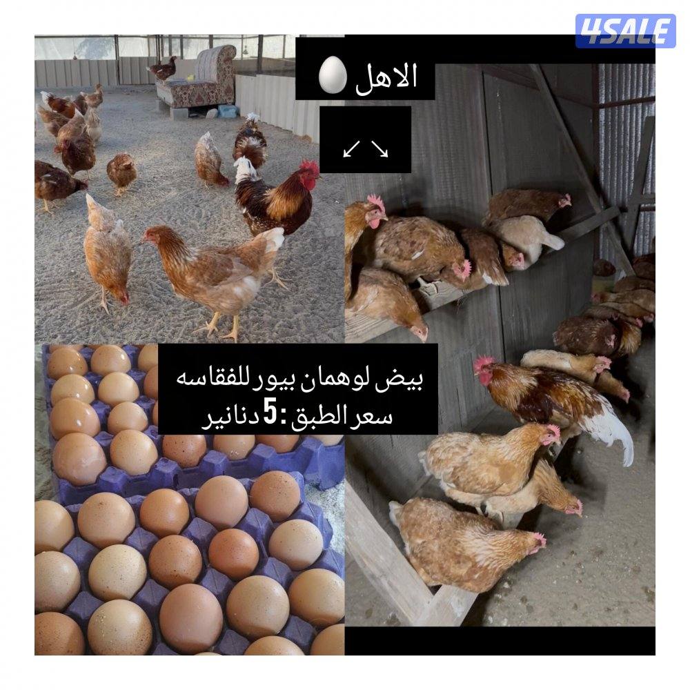 للبيع اطباق بيض للفقاسه بيض ملون + بيض لوهمان1