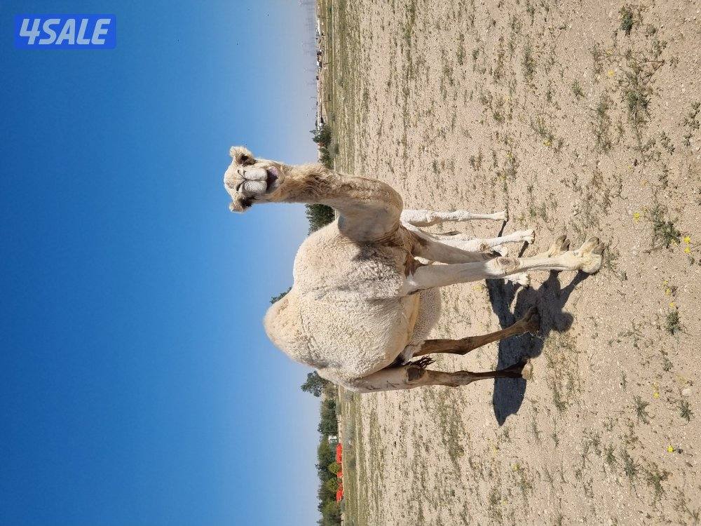 للبيع خلفه وضحى تحتها قعود هديه وماتحرك0