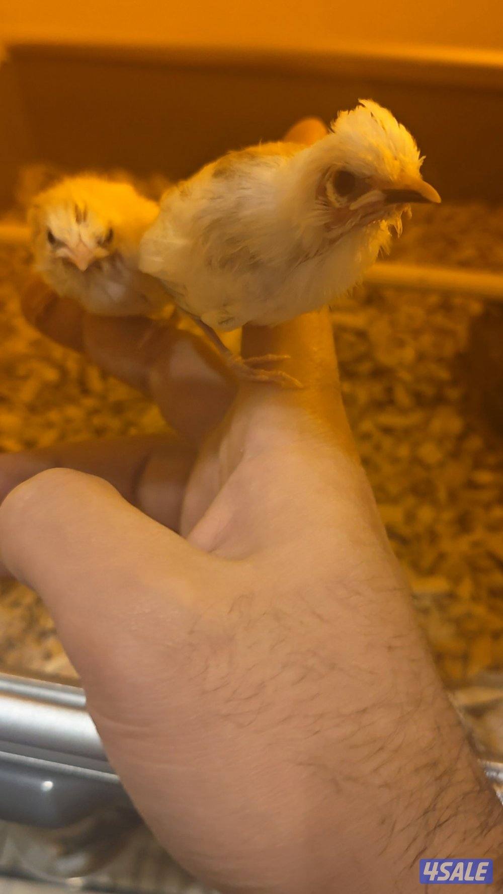 بلبل ماليزي فرخ و ازواج0