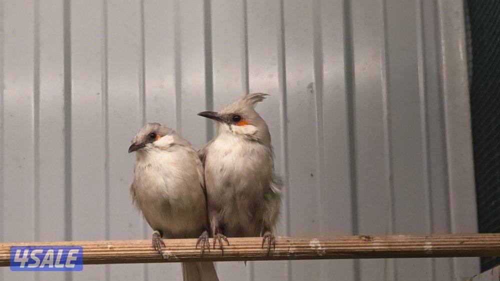 بلبل ماليزي فرخ و ازواج1