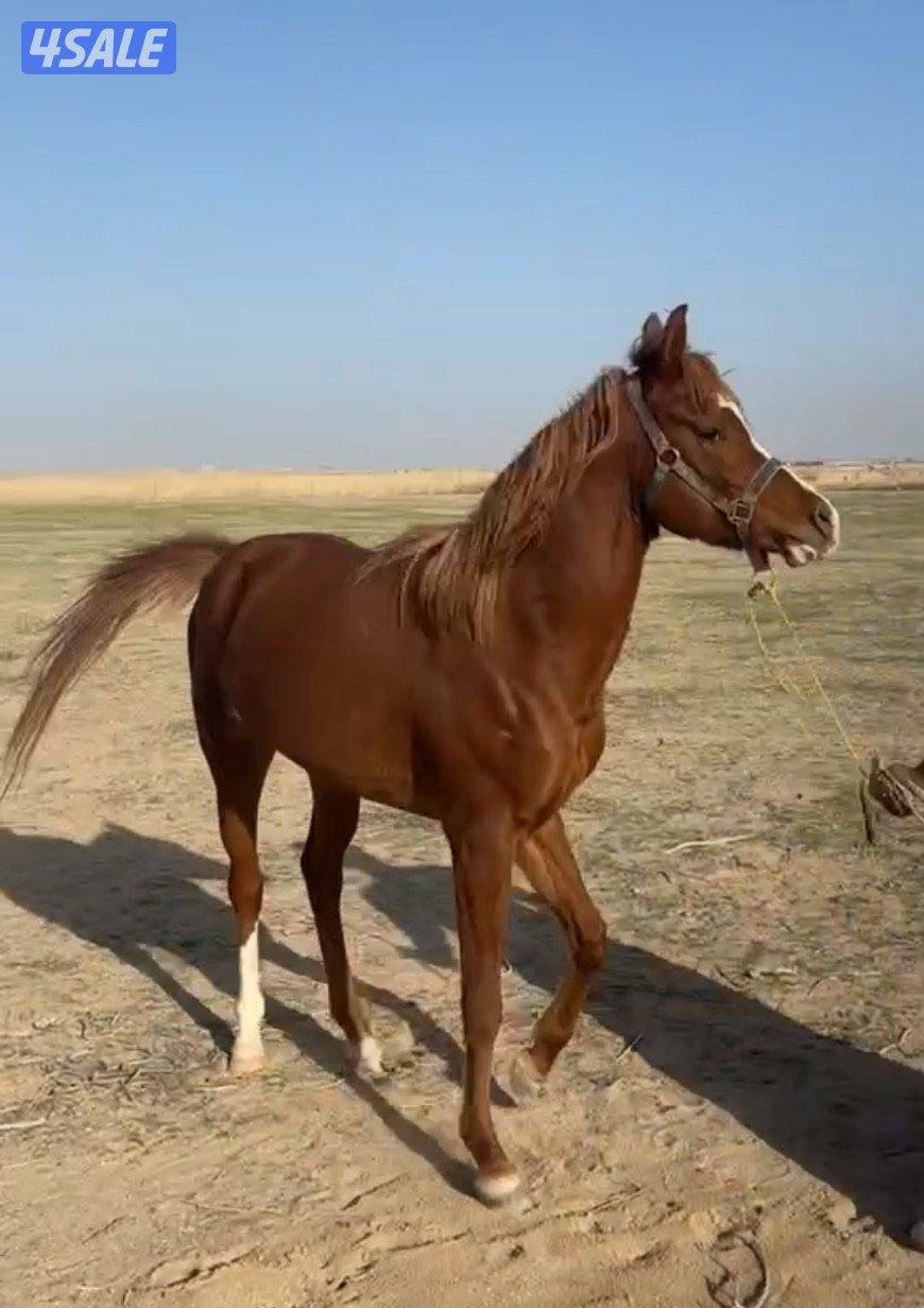 للبيع حصان عمره ٣ سنين0