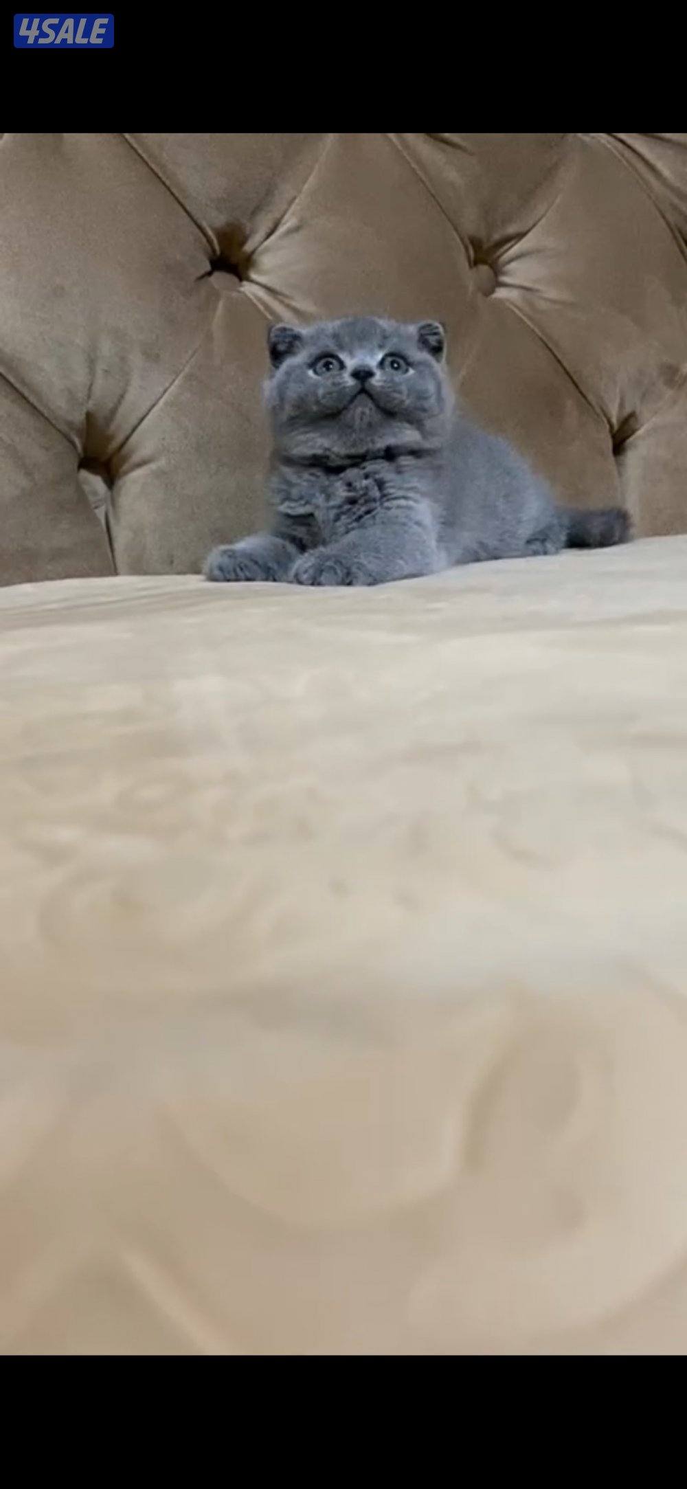 (((للتبني ب رسوم 35 معا أغراض )))0