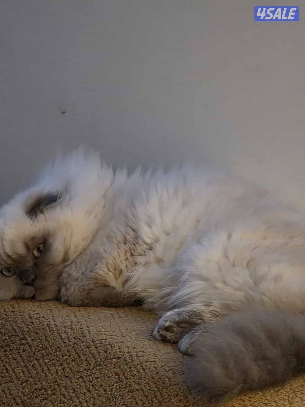 (((للتبني ب رسوم 35 معا أغراض )))2