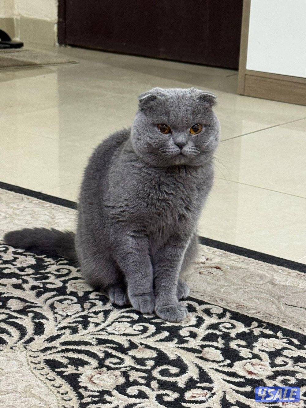 (((للتبني ب رسوم 35 معا أغراض )))3