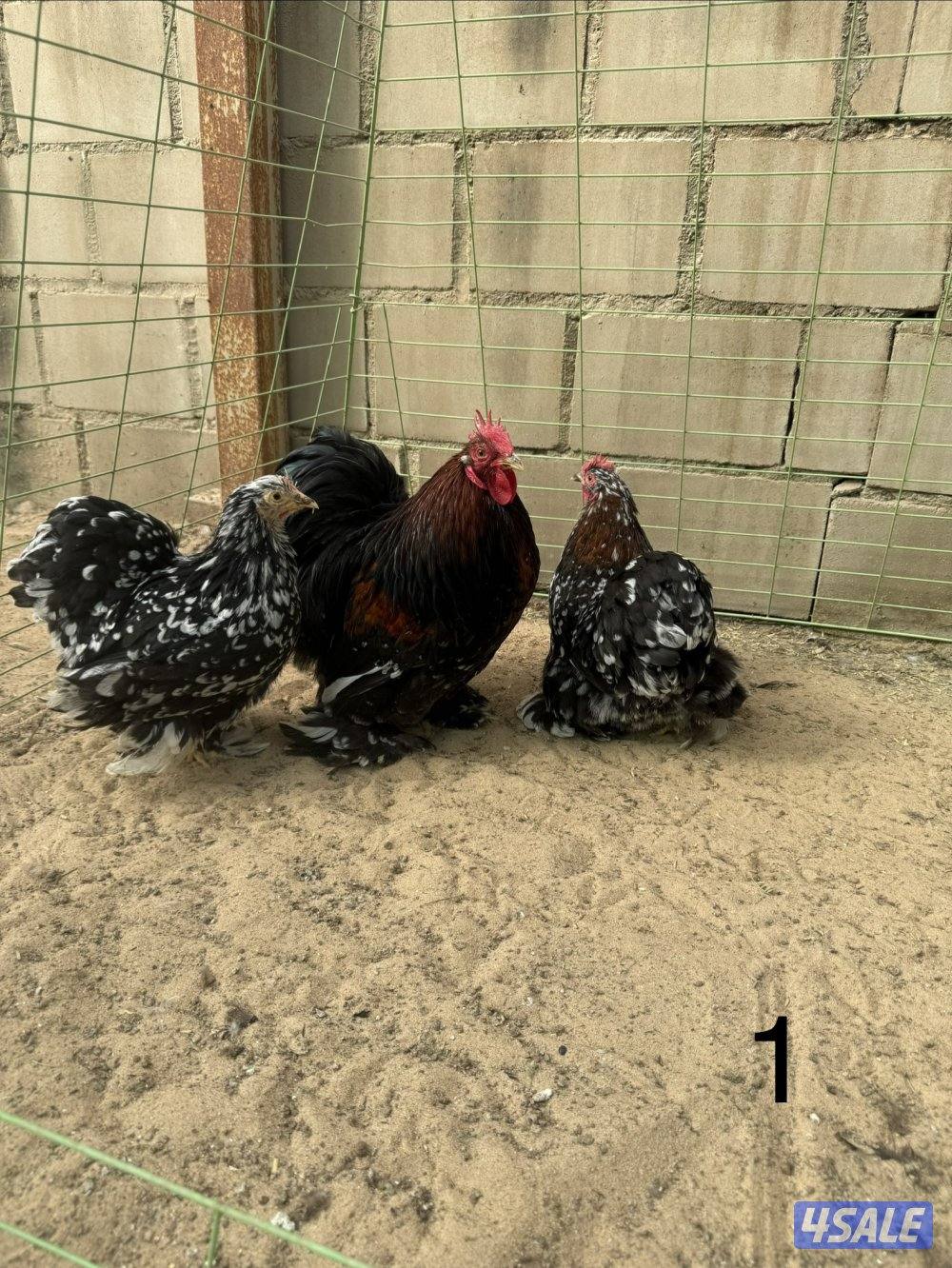 دجاج كوشين للبيع0