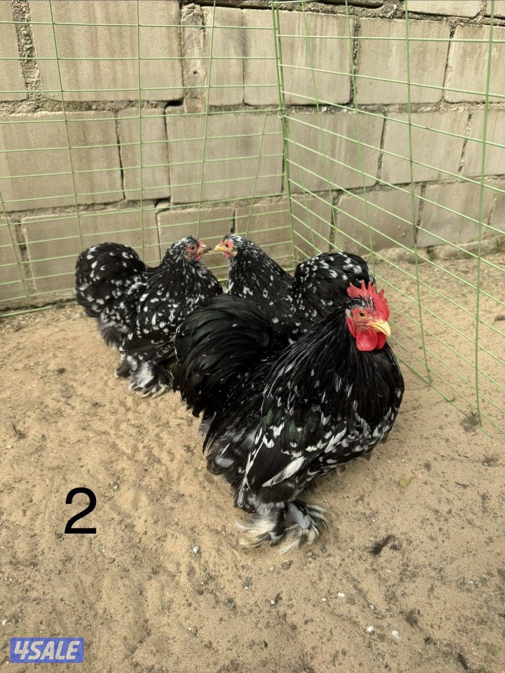 دجاج كوشين للبيع2