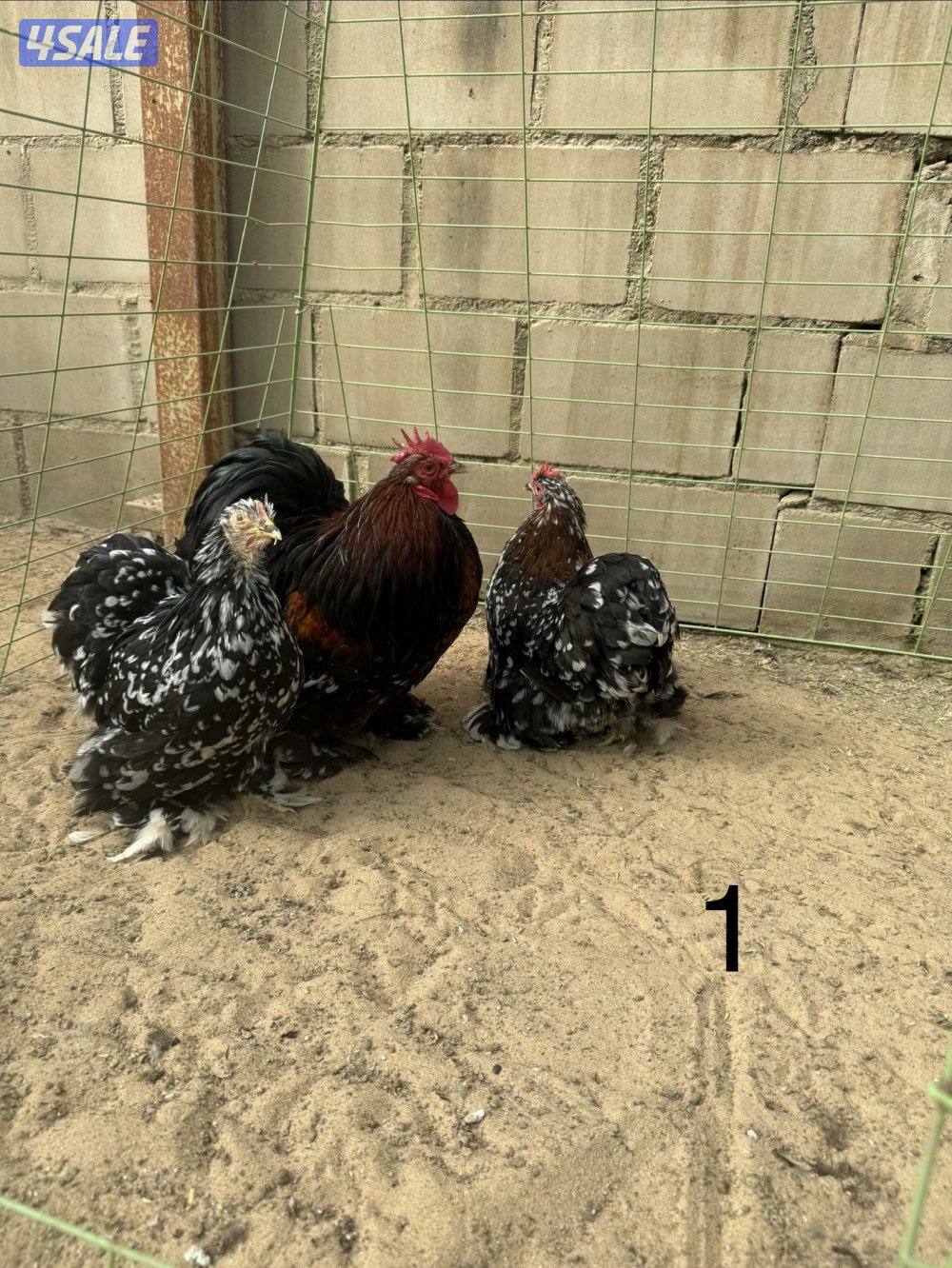 دجاج كوشين للبيع1