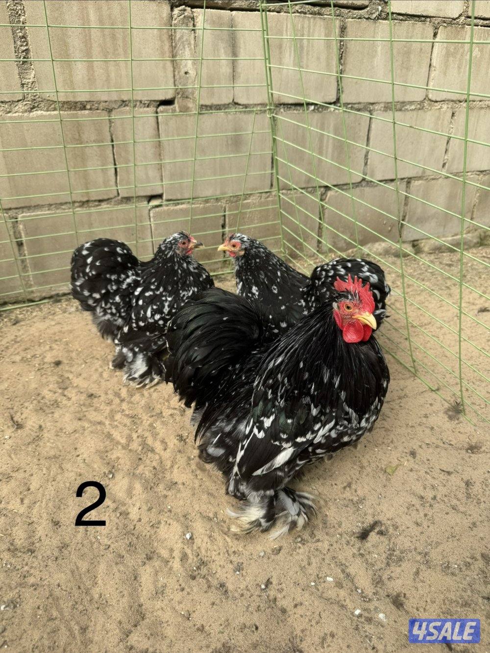 دجاج كوشين للبيع3