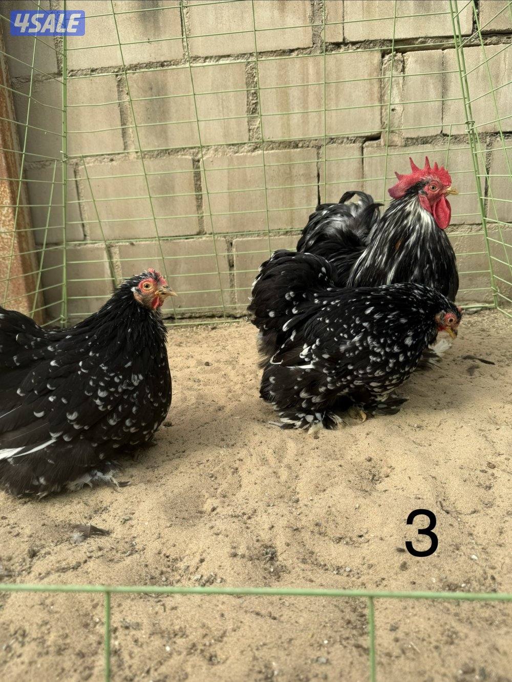 دجاج كوشين للبيع4