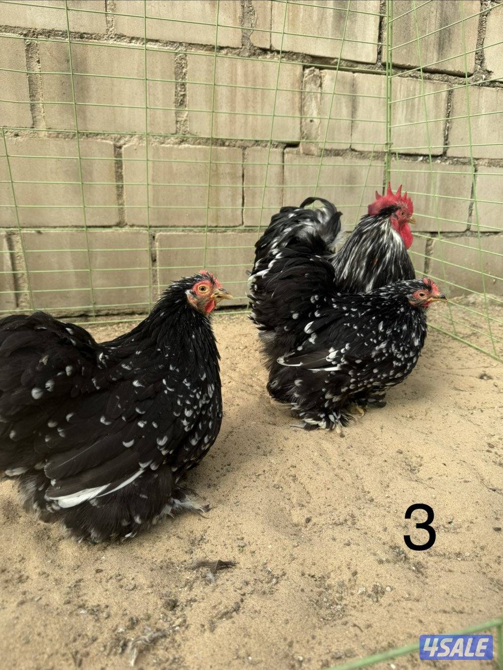 دجاج كوشين للبيع5