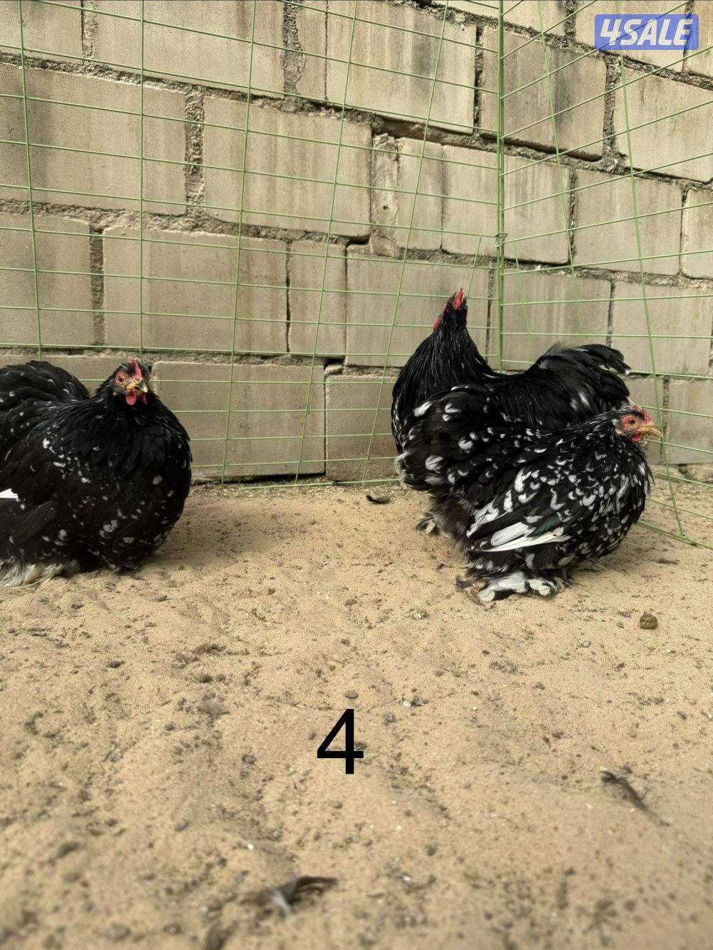دجاج كوشين للبيع6