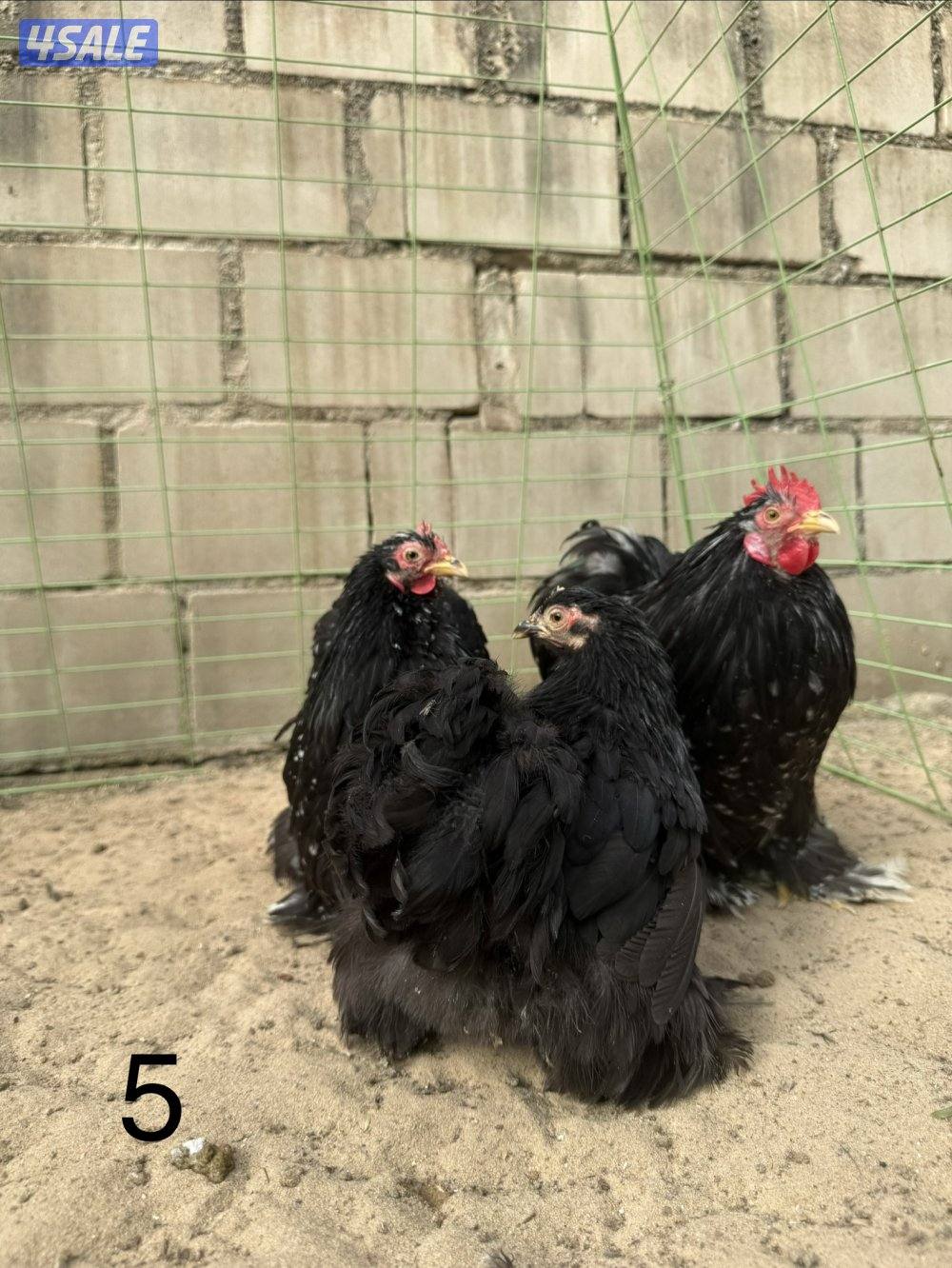 دجاج كوشين للبيع8