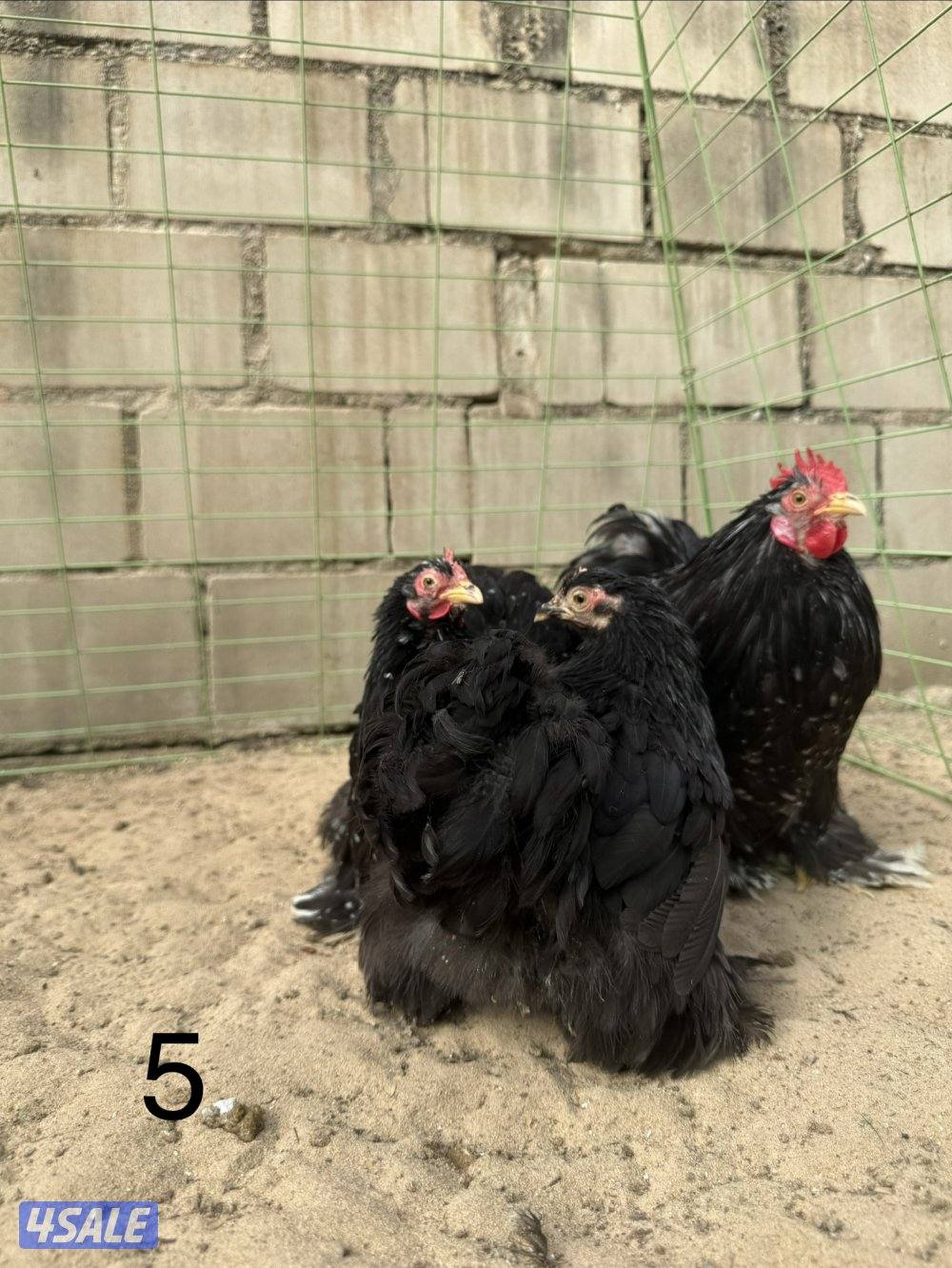 دجاج كوشين للبيع9