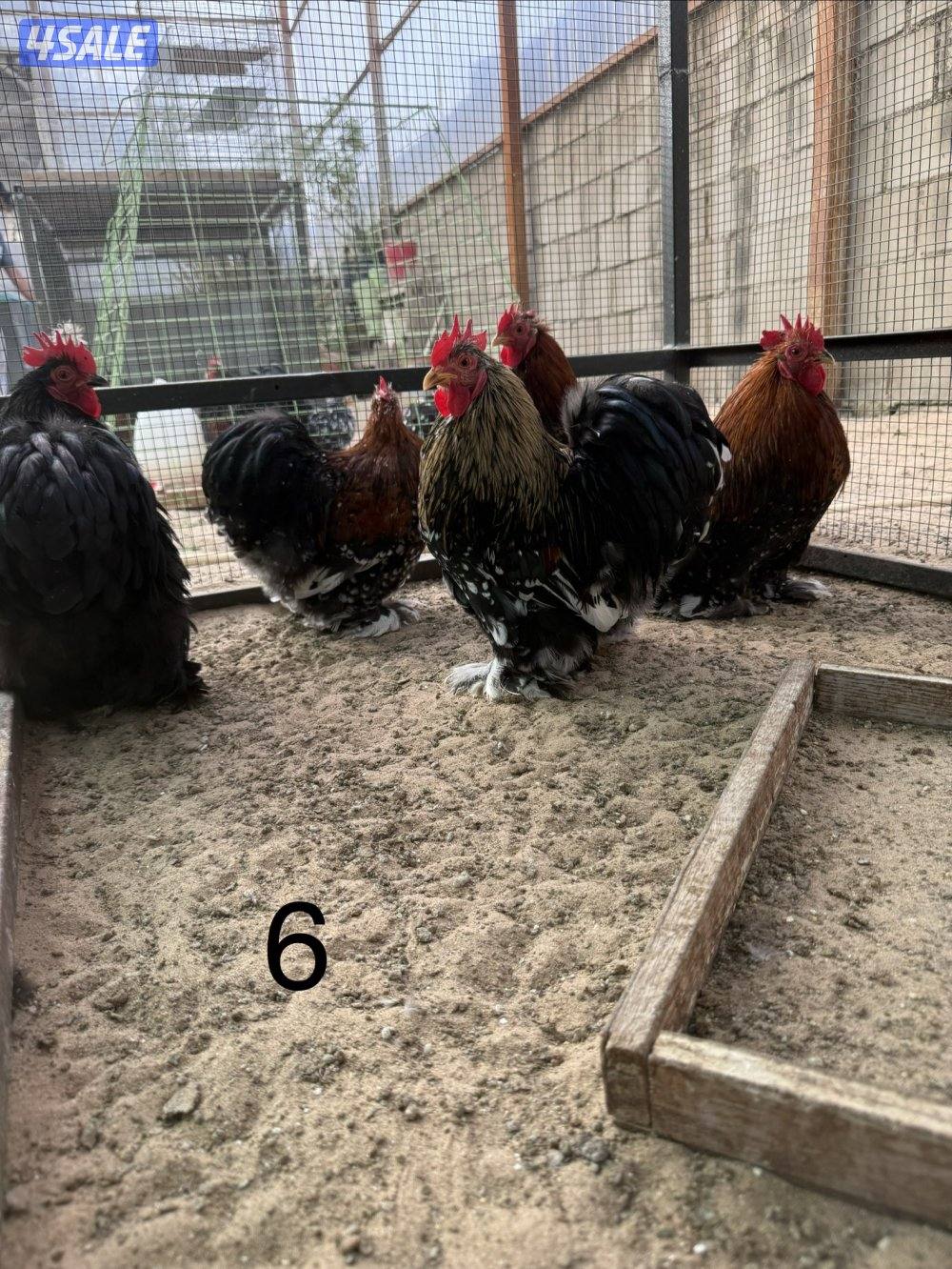 دجاج كوشين للبيع10