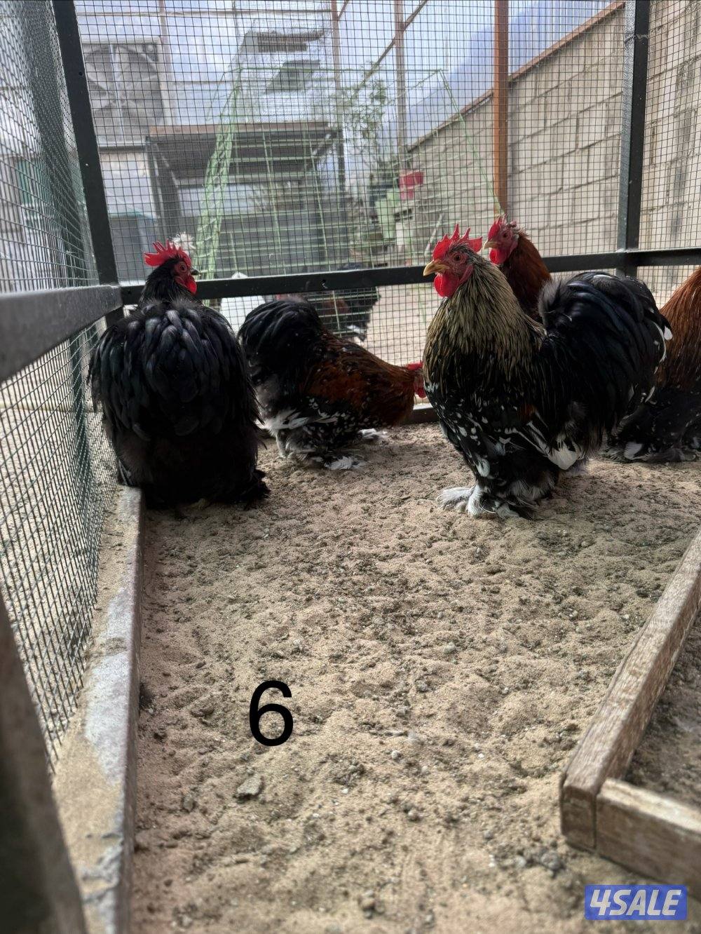 دجاج كوشين للبيع11