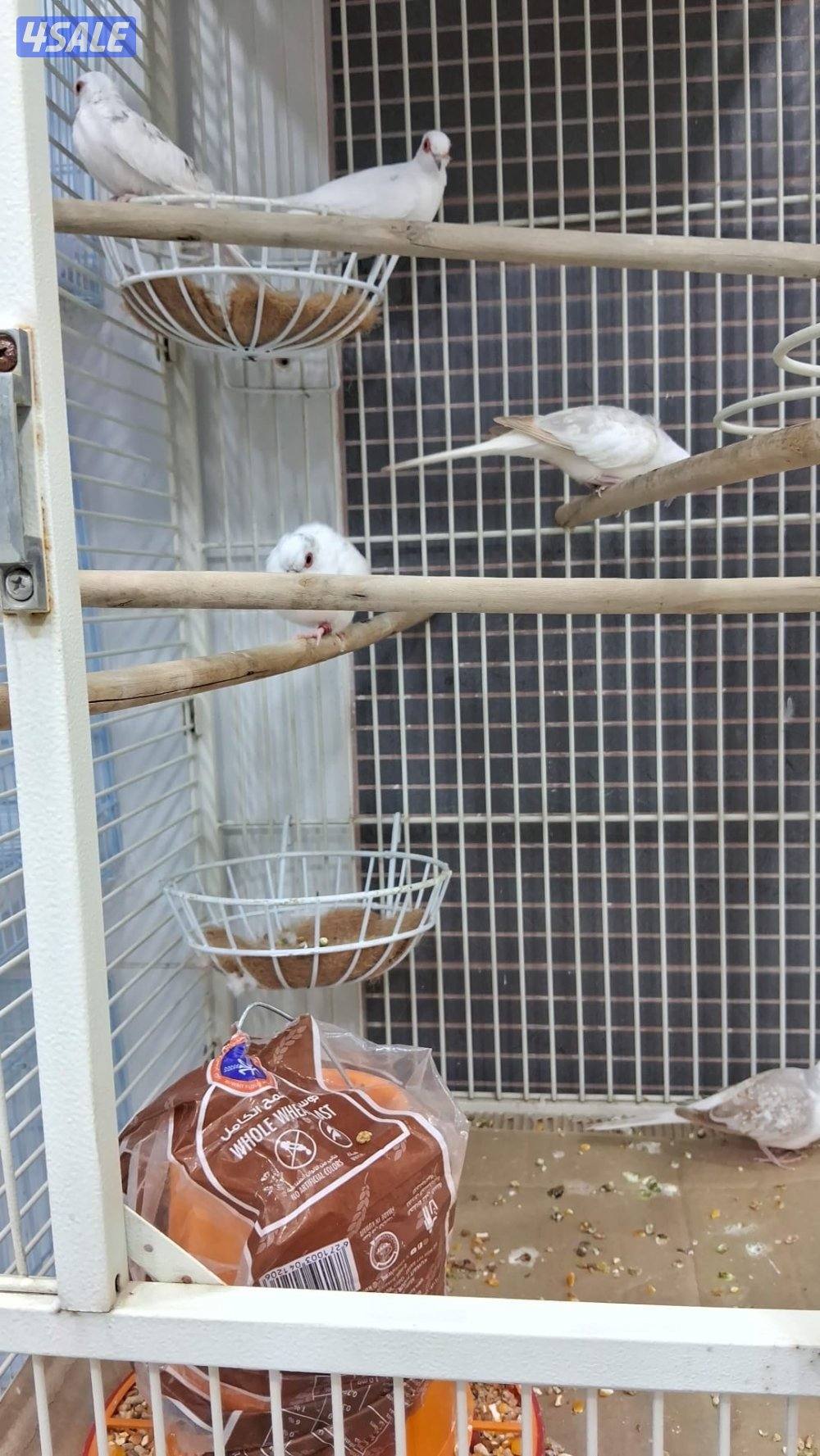 للبيع ست حبات يمام برق1