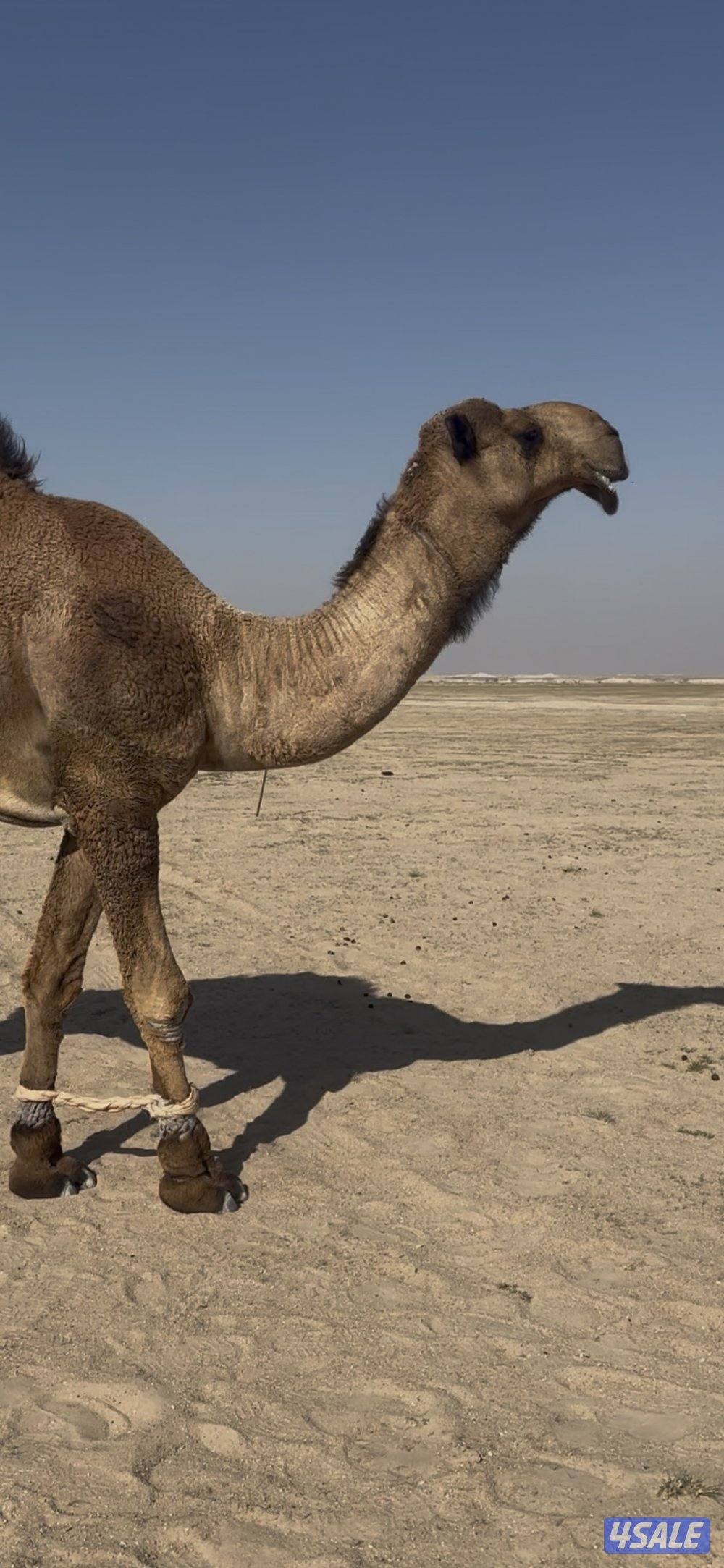 للبيع بعير اصفر جذع باتلي جده بعير ابن دلمخ0