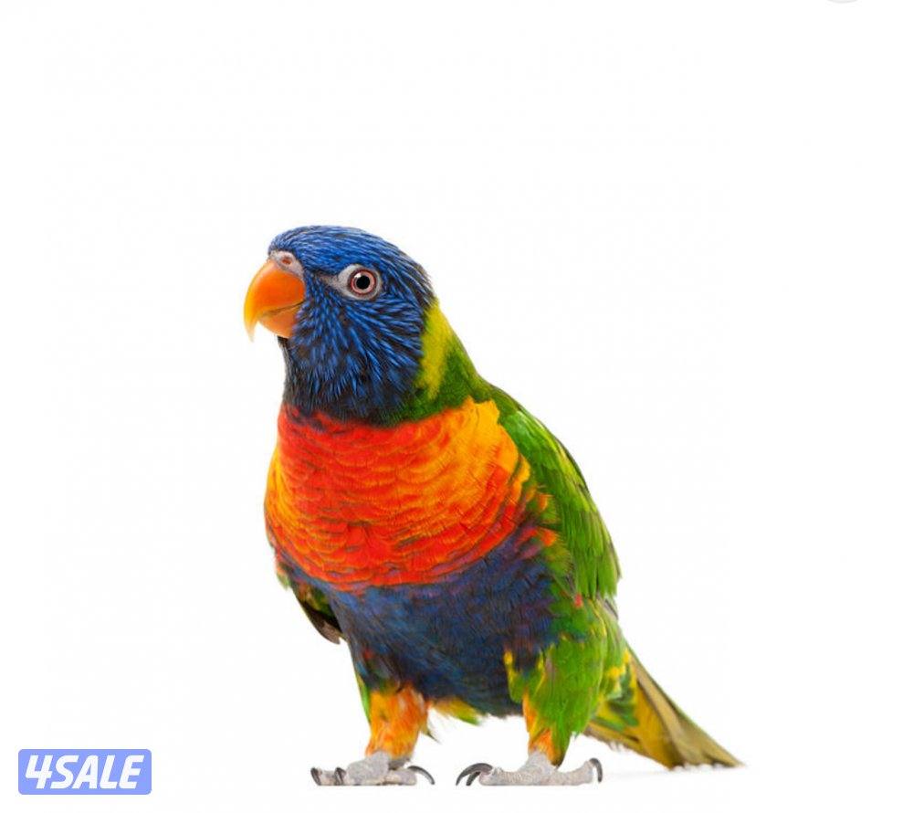 طير لوري مفقود في صباح السالم عليه حجل0