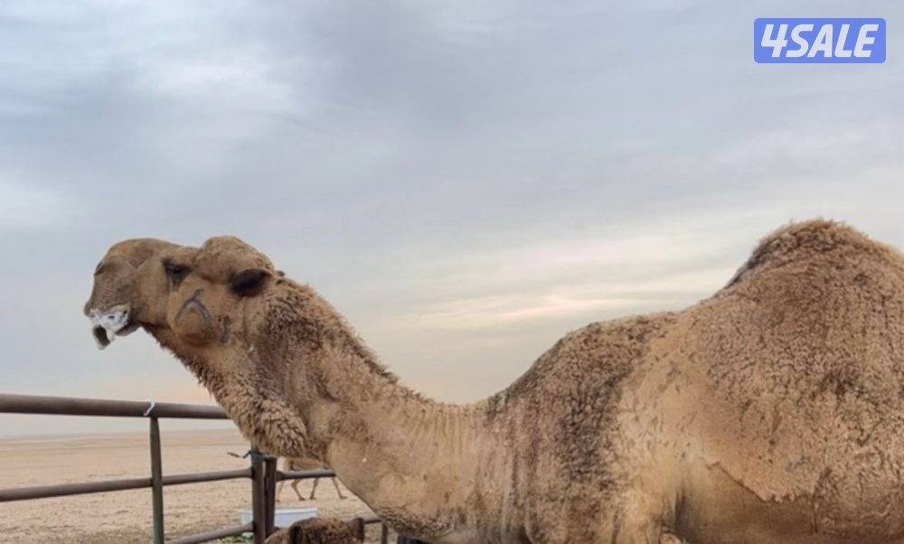 فحل قريني منتج0