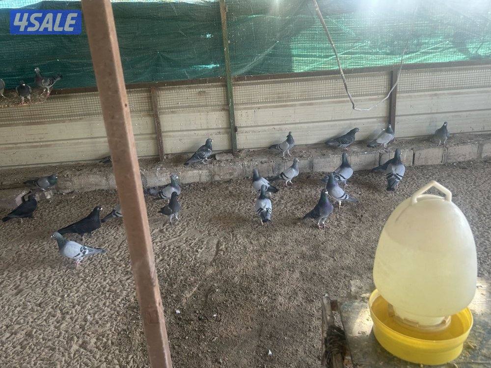 للبيع حمام زاجل منتج ازواج جبره0