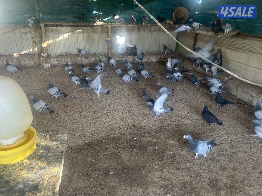 للبيع حمام زاجل منتج ازواج جبره1