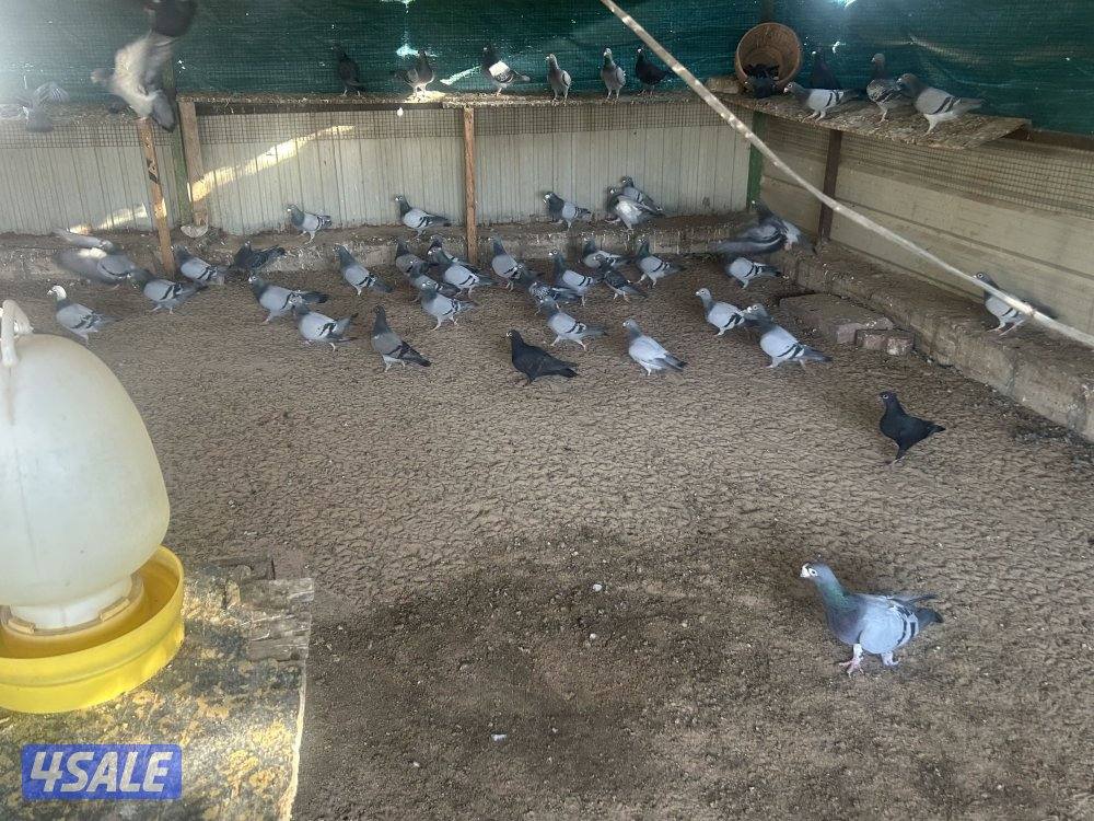 للبيع حمام زاجل منتج ازواج جبره4