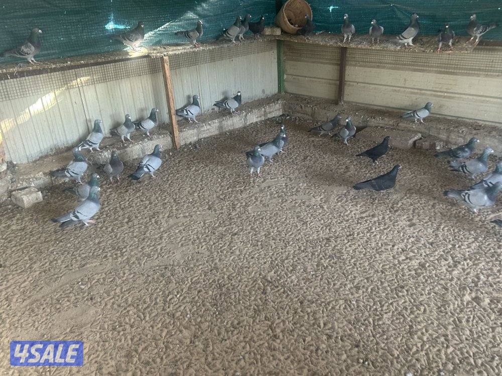 للبيع حمام زاجل منتج ازواج جبره6