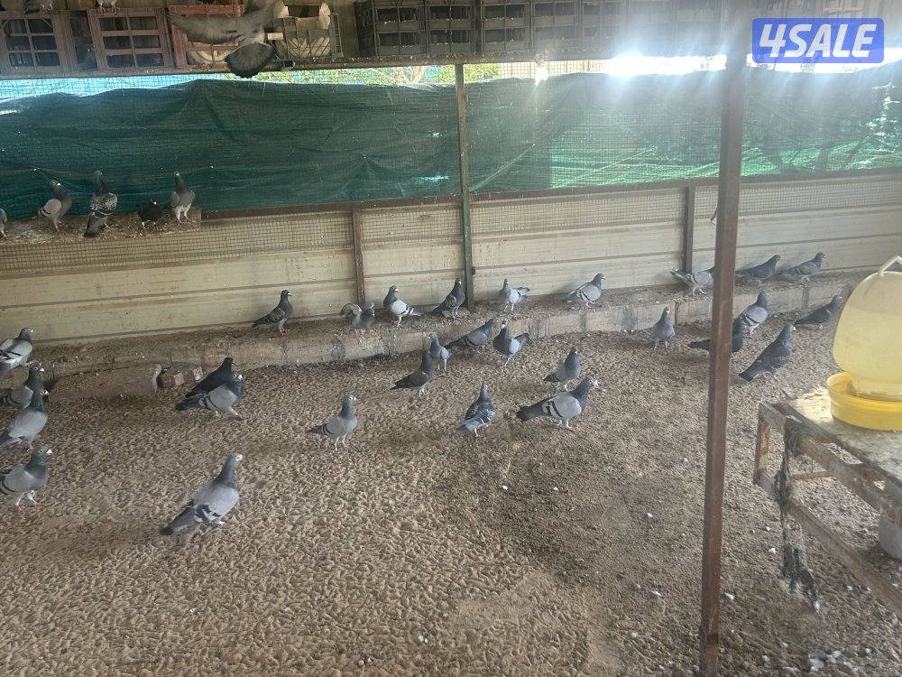 للبيع حمام زاجل منتج ازواج جبره5