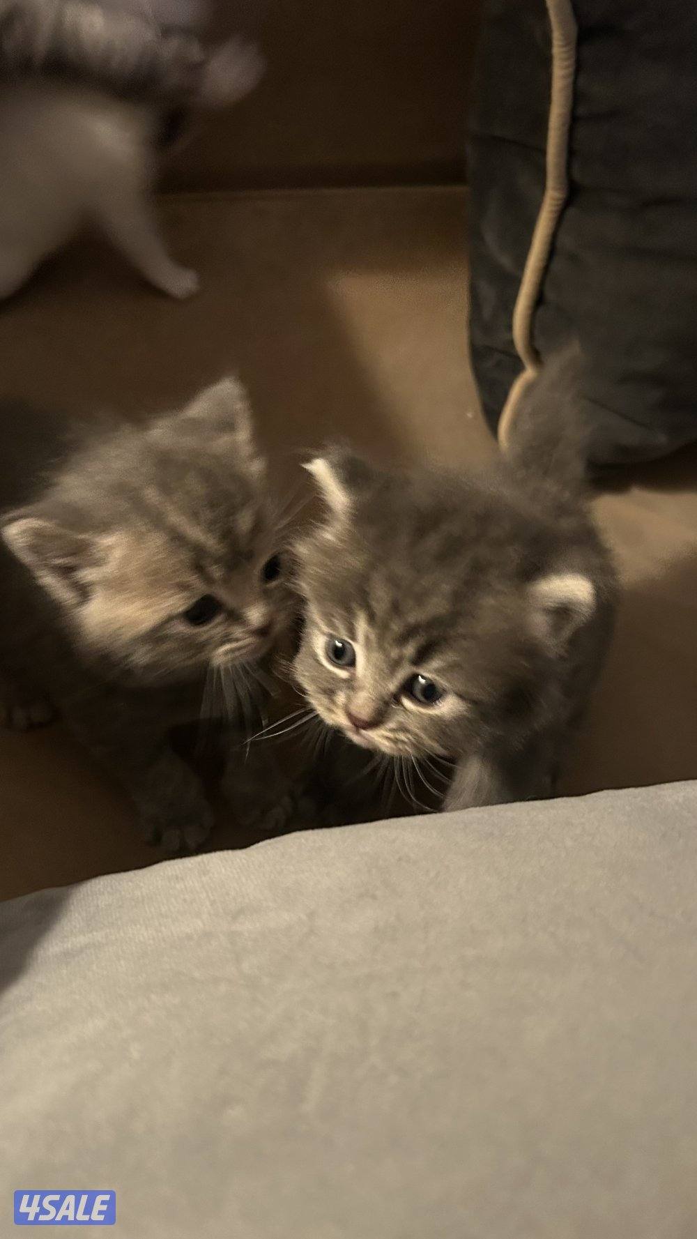 للبيع كتنز برتش شورت هير | British Shorthair Kittens for Sale9