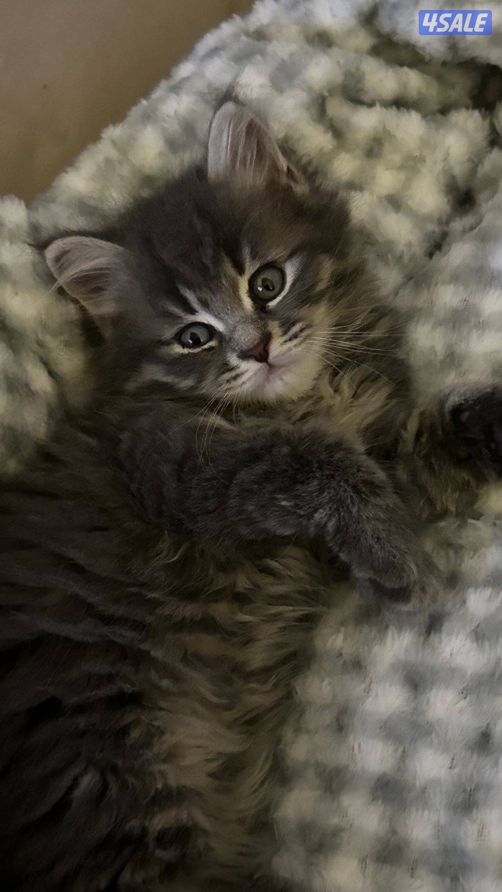 للبيع كتنز برتش شورت هير | British Shorthair Kittens for Sale1